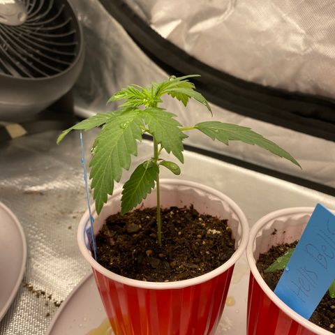 A - Burnt Toast growlog photo: Droopy after watering