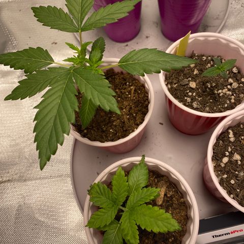 A - Burnt Toast growlog timeline photo