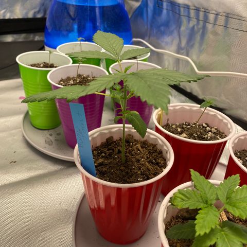 A - Burnt Toast growlog timeline photo