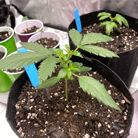 A - Burnt Toast growlog timeline photo