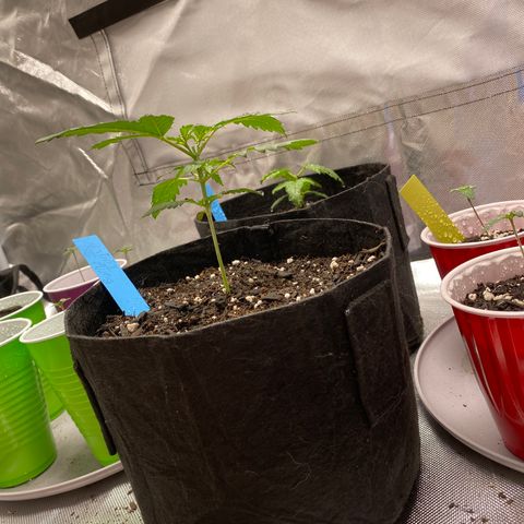 A - Burnt Toast growlog timeline photo