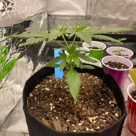 A - Burnt Toast growlog timeline photo