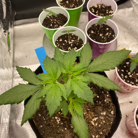 A - Burnt Toast growlog timeline photo
