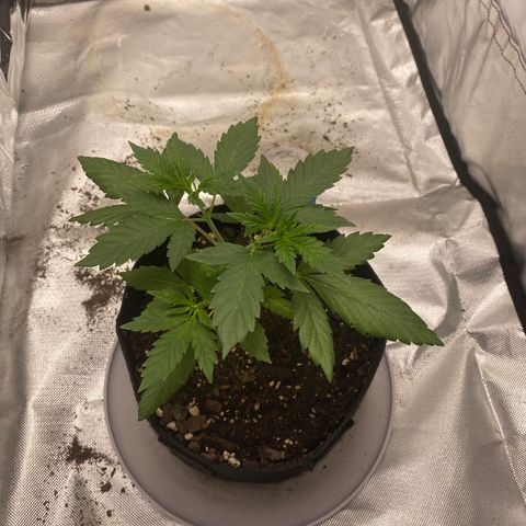 A - Burnt Toast growlog timeline photo
