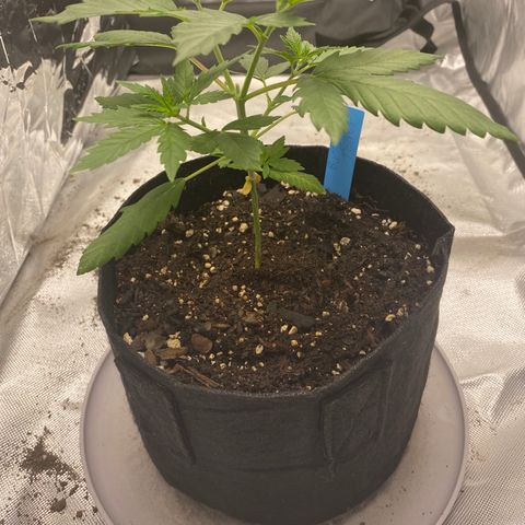 A - Burnt Toast growlog timeline photo
