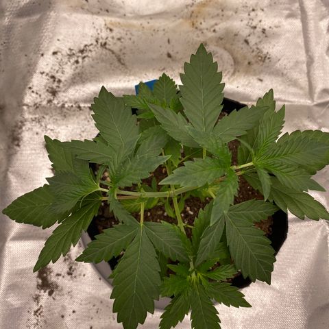 A - Burnt Toast growlog photo: 2nd topping 