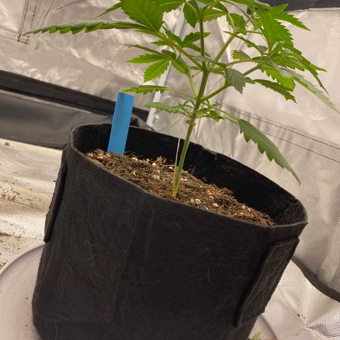 A - Burnt Toast growlog photo: 2nd topping 