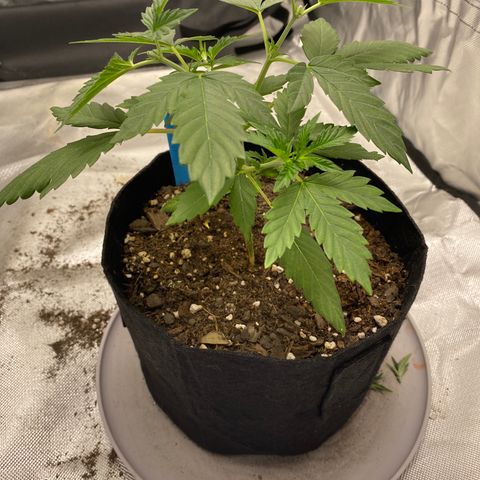 A - Burnt Toast growlog photo: 2nd topping 