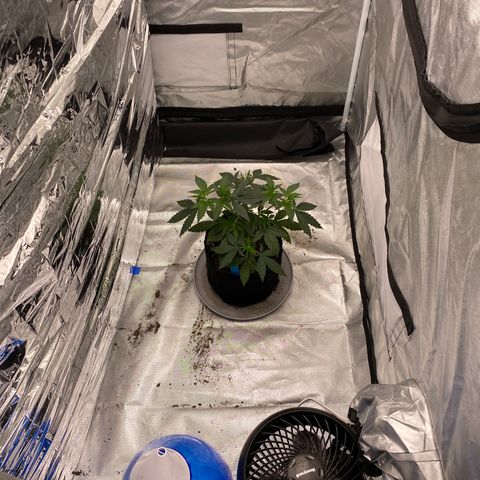 A - Burnt Toast growlog timeline photo