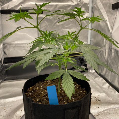 A - Burnt Toast growlog timeline photo