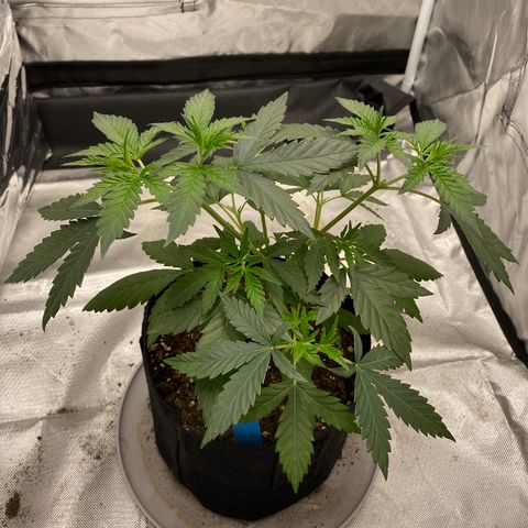 A - Burnt Toast growlog timeline photo