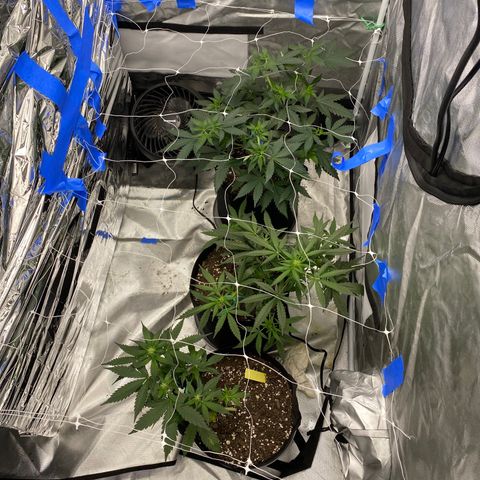 A - Burnt Toast growlog timeline photo