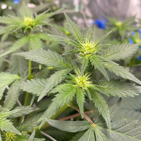A - Burnt Toast growlog timeline photo