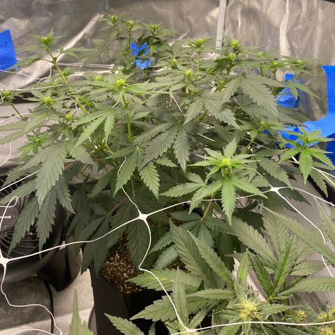 A - Burnt Toast growlog timeline photo
