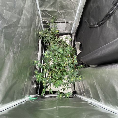 A - Burnt Toast growlog timeline photo