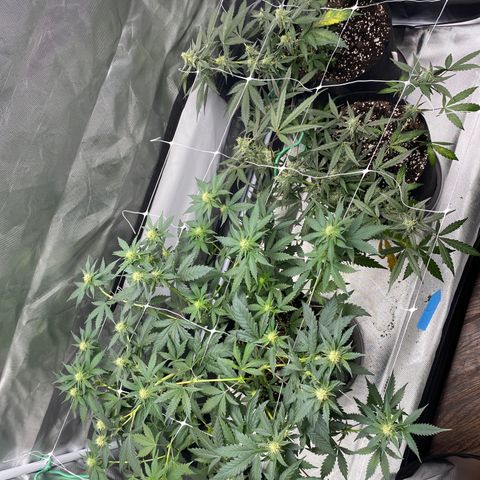 A - Burnt Toast growlog timeline photo