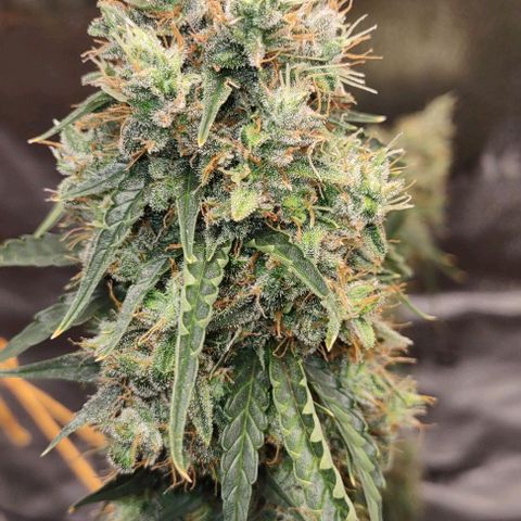 Super Skunk growlog timeline photo