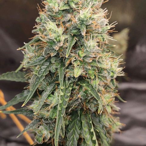 Super Skunk growlog timeline photo