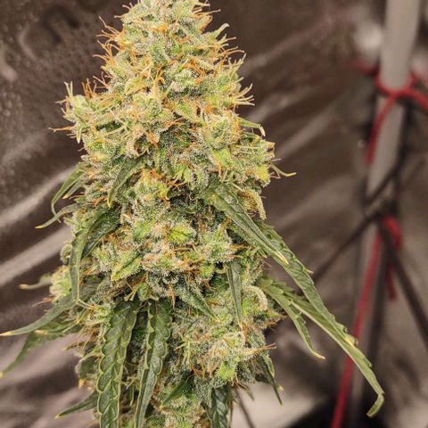 Super Skunk growlog timeline photo
