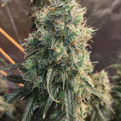 Super Skunk growlog timeline photo