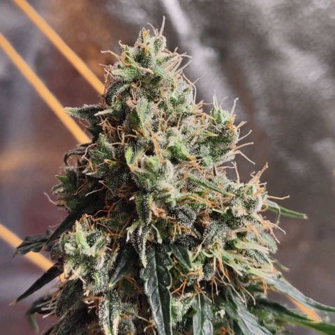 Super Skunk growlog timeline photo