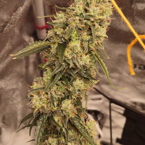 Super Skunk growlog timeline photo