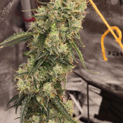 Super Skunk growlog timeline photo