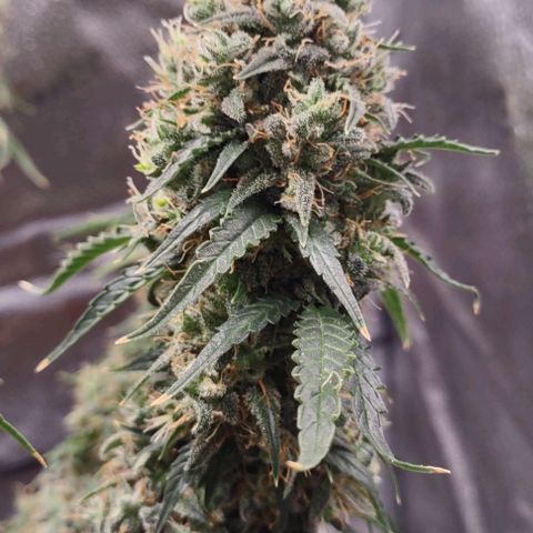 Super Skunk growlog timeline photo