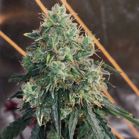 Super Skunk growlog timeline photo