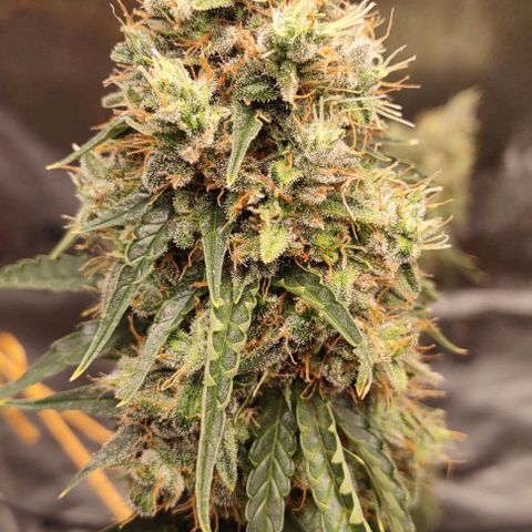 Super Skunk growlog timeline photo