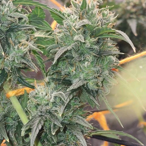 Super Skunk growlog timeline photo