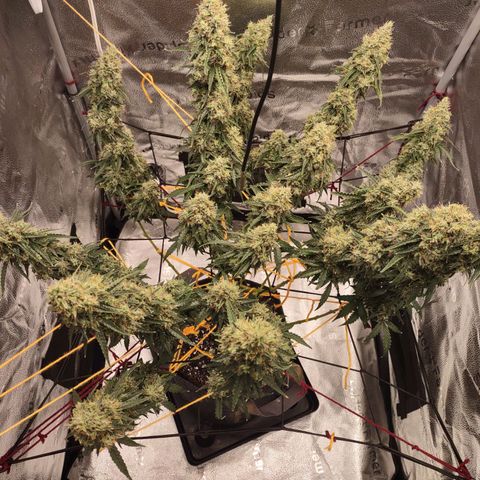 Super Skunk growlog timeline photo