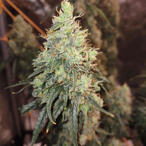 Super Skunk growlog timeline photo