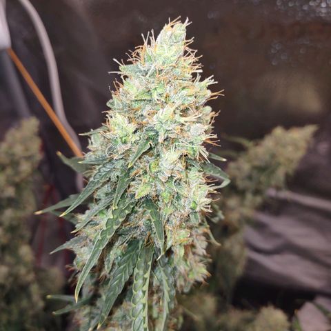 Super Skunk growlog timeline photo