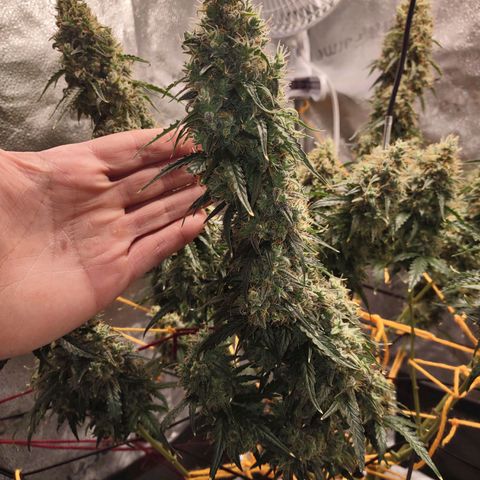 Super Skunk growlog timeline photo