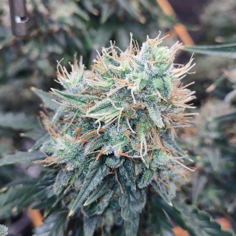 Super Skunk growlog timeline photo