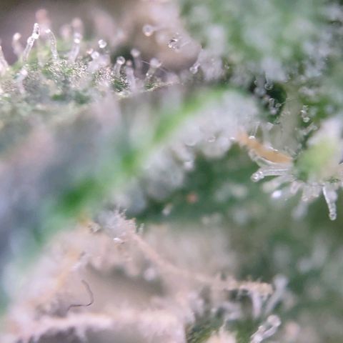 Super Skunk growlog timeline photo