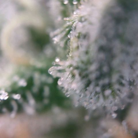 Super Skunk growlog timeline photo
