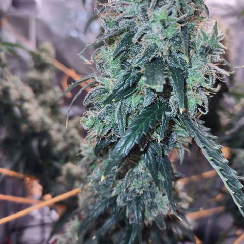 Super Skunk growlog timeline photo