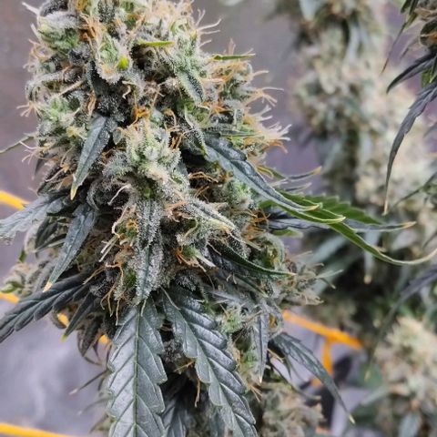 Super Skunk growlog timeline photo