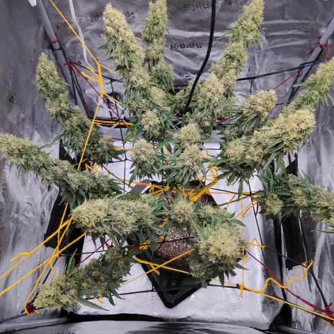 Super Skunk growlog timeline photo