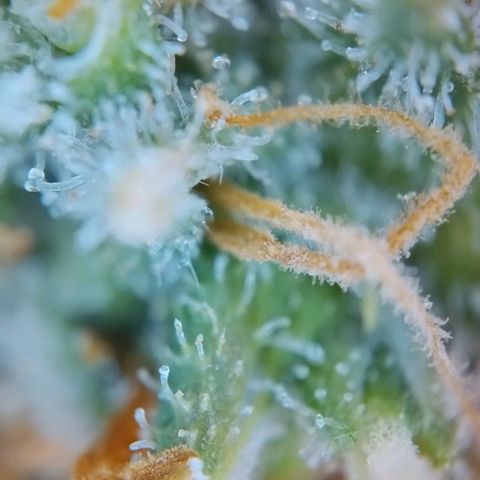 Super Skunk growlog timeline photo