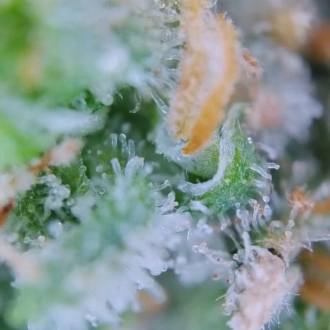 Super Skunk growlog timeline photo