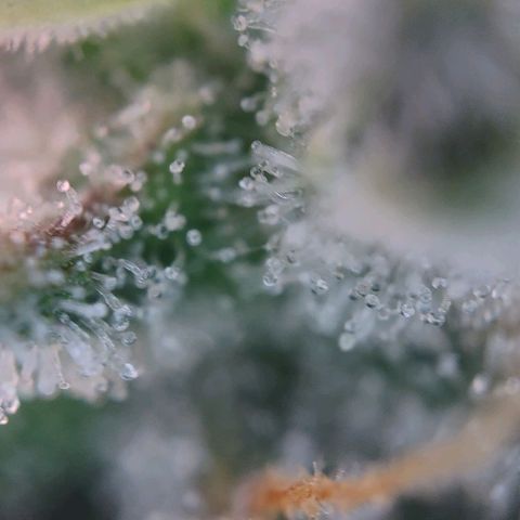 Super Skunk growlog timeline photo