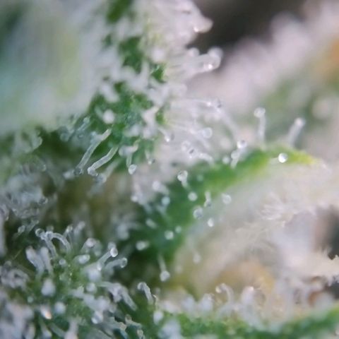 Super Skunk growlog timeline photo