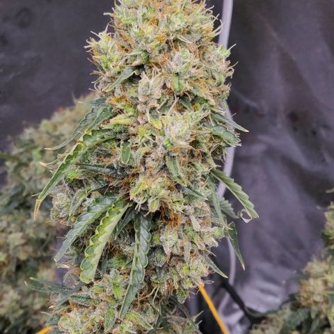 Super Skunk growlog timeline photo
