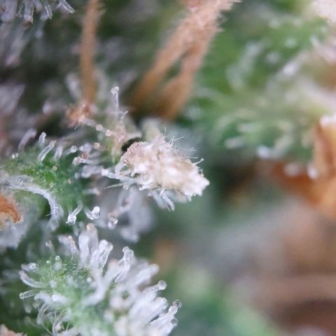 Super Skunk growlog timeline photo