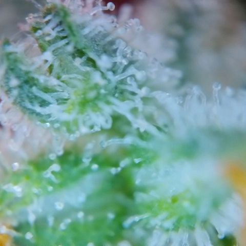 Super Skunk growlog timeline photo
