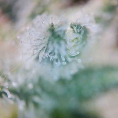 Super Skunk growlog timeline photo