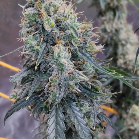 Super Skunk growlog timeline photo